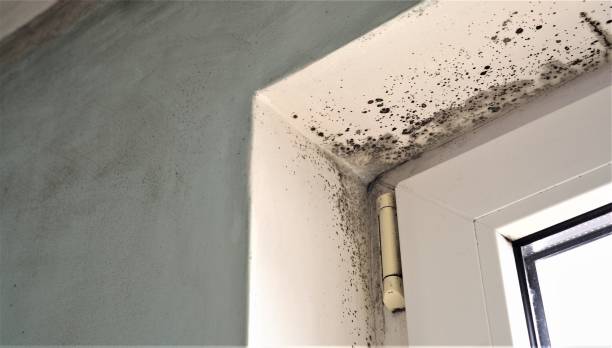 Best HVAC Mold Inspection and Cleaning  in St Paul, NE