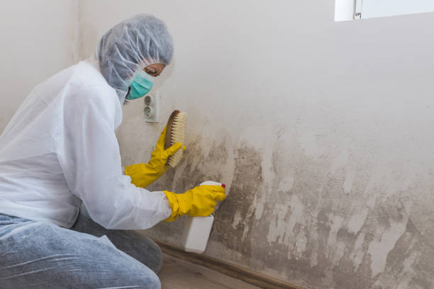 Best Basement Mold Removal  in St Paul, NE