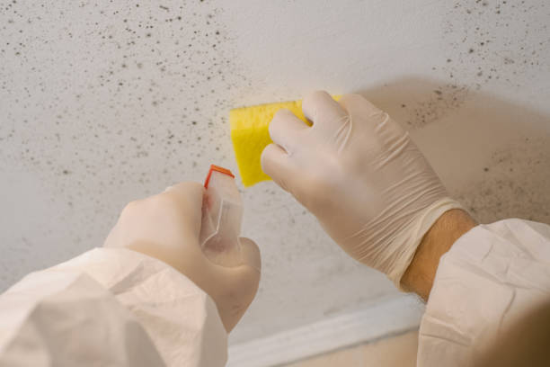 Best Mold Removal for HVAC Installations  in St Paul, NE