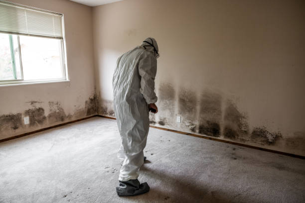 Best Forensic Mold Investigation  in St Paul, NE